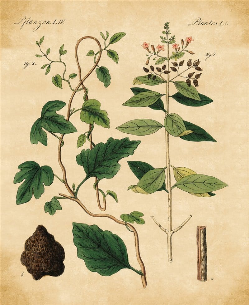 albero di china officinale da cui si ricava la corteccia usata contro la malaria